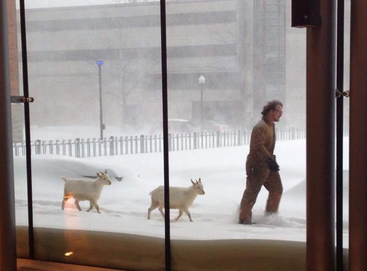 Dave taking Bob and Doug for a walk through a snowstorm