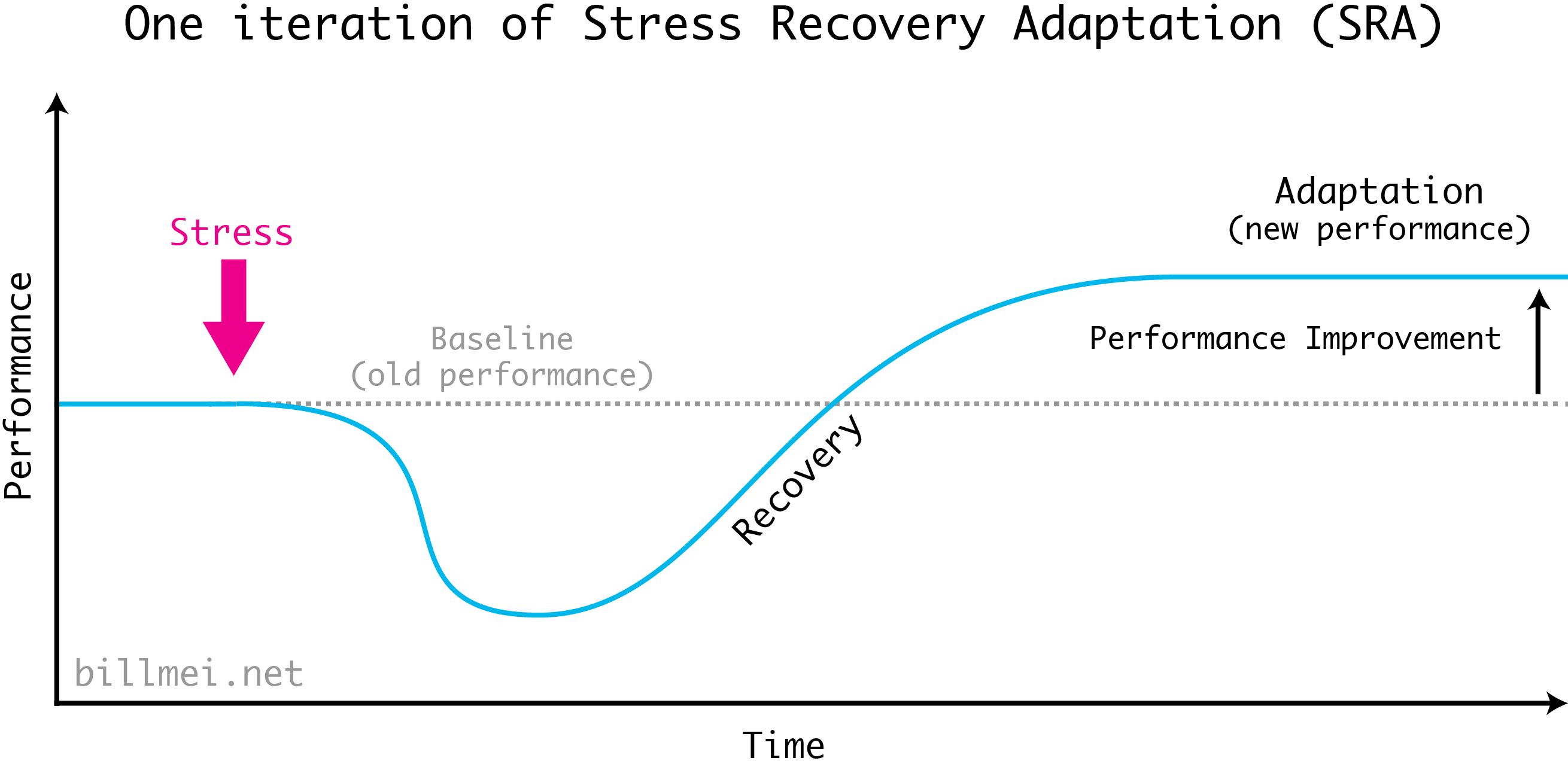 One iteration of the Stress Recovery Adaptation (SRA) cycle. Performing exercise creates stress on the body, which diminishes your biological capabilities for a short time. As you eat and sleep, your body repairs itself during recovery, plus some additional extra capacity (adaptation) to handle future stress.